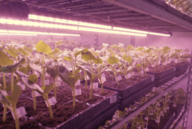 agricultura-vertical